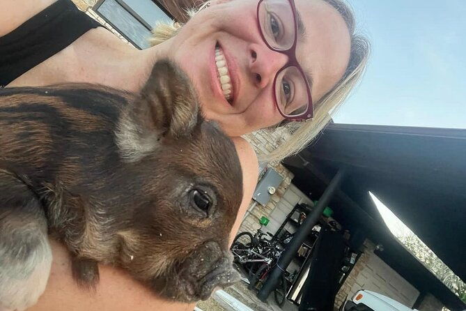 kunekune-pig-farm-tour-2