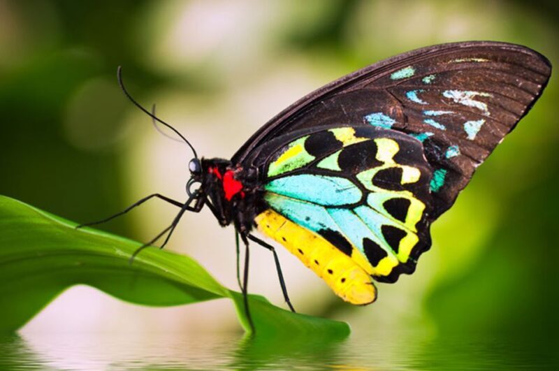 Kuranda: Australian Butterfly Sanctuary - A Closer Look at the Australian Butterfly Sanctuary