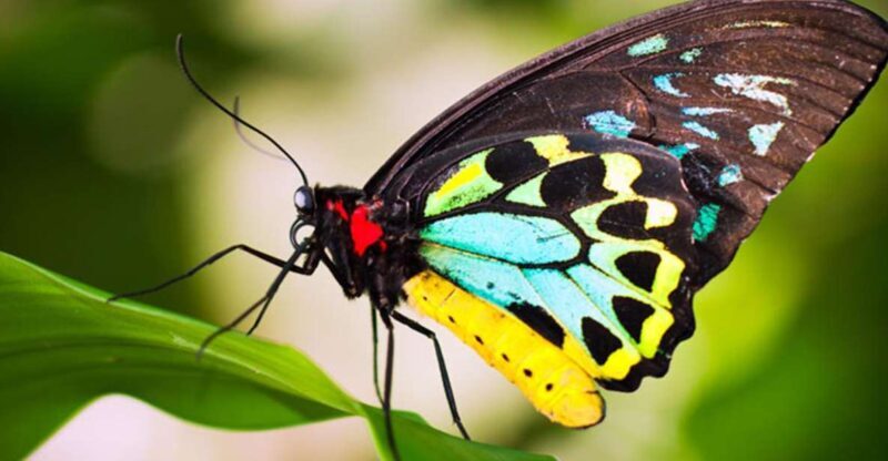 Kuranda: Australian Butterfly Sanctuary - Who Will Love the Australian Butterfly Sanctuary?