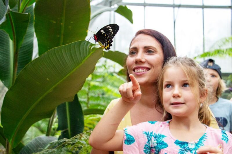 Kuranda: Australian Butterfly Sanctuary - Frequently Asked Questions (FAQs)