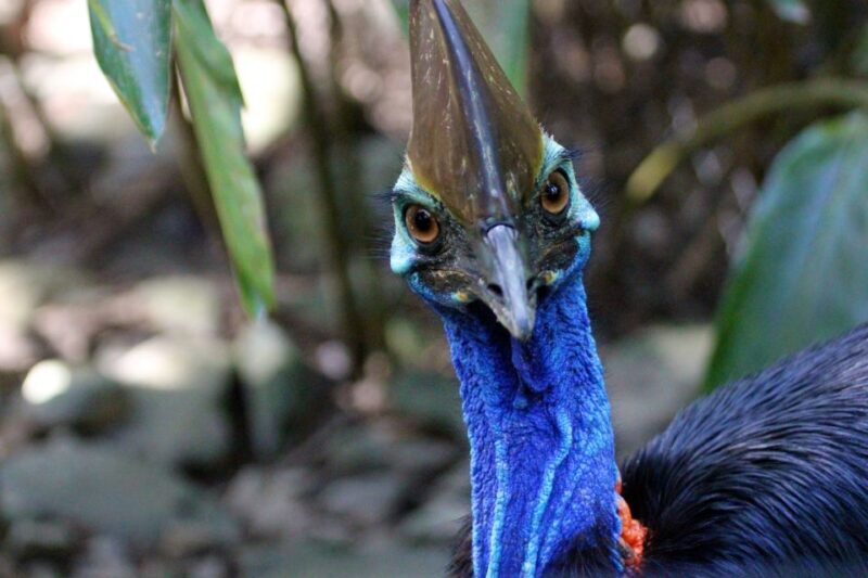 Kuranda, Cairns & Port Douglas Multi-Park Package - A Closer Look at the Multi-Park Package