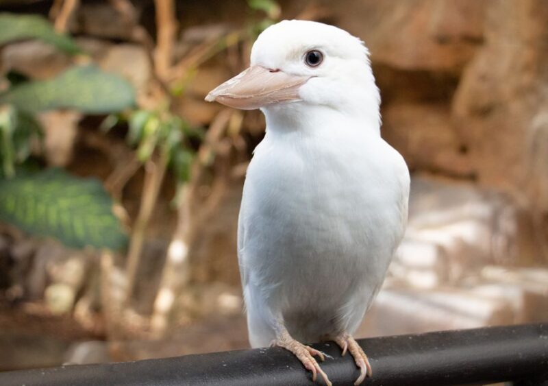 Kuranda, Cairns & Port Douglas Multi-Park Package - FAQ