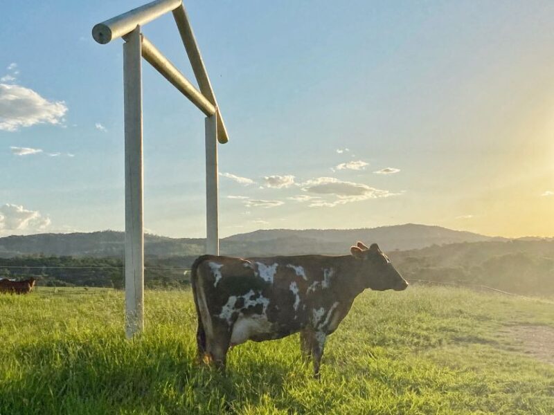 Kuranda Half Day with Petting Zoo & Horse Trail Ride Tour - What to Expect from Your Day in Kuranda