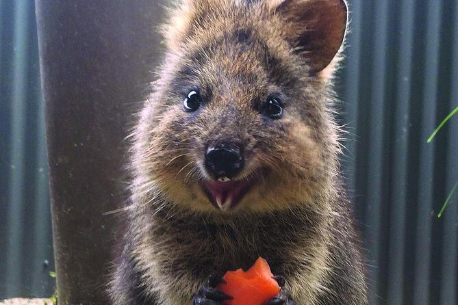Kuranda Koala Gardens and Birdworld Admission Tickets - What to Expect from Your Visit