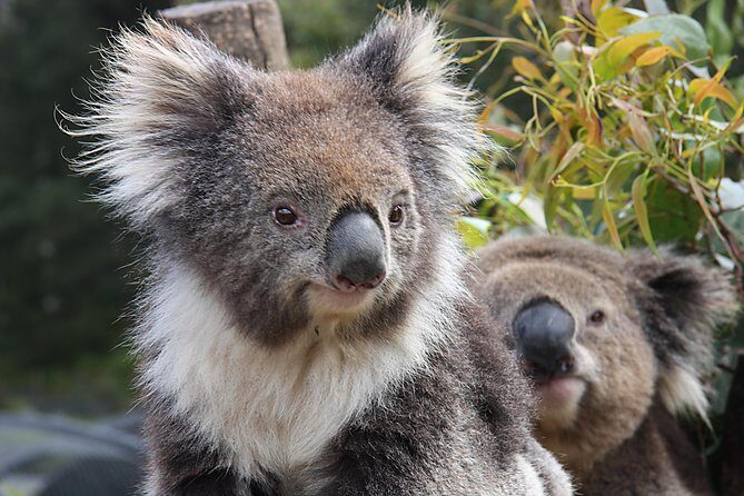 Kuranda Koala Gardens and Birdworld Admission Tickets - Frequently Asked Questions