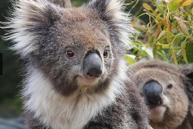 Kuranda Koala Gardens General Entry Ticket - An Overview of the Kuranda Koala Gardens Experience