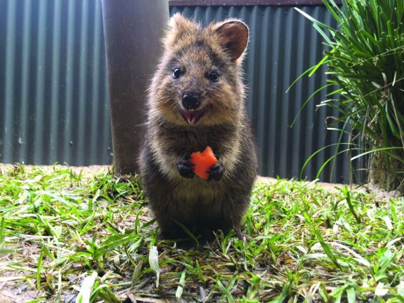 Kuranda Koala Gardens Park Entry - An In-Depth Look at Kuranda Koala Gardens