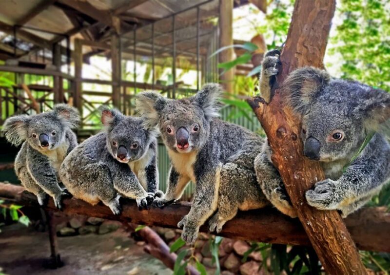Kuranda: Rainforestation Nature Park - Key Points