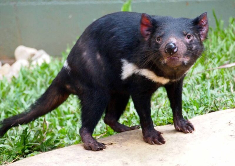 Kuranda: Rainforestation Nature Park - FAQ