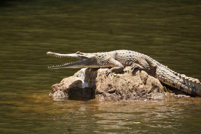 Kuranda Riverboat Sightseeing Cruise - What to Expect on the Kuranda Riverboat Sightseeing Cruise