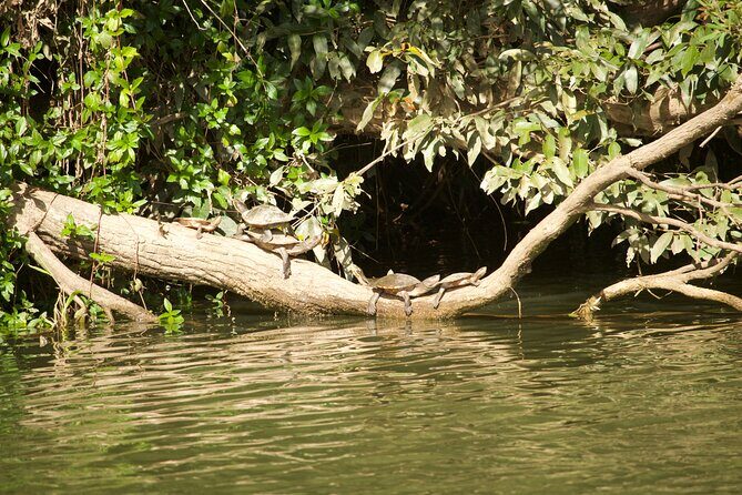 Kuranda Riverboat Sightseeing Cruise - Practicalities and Tips