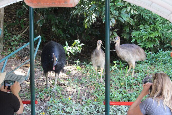 Kuranda Riverboat Sightseeing Cruise - Why Youll Love This Tour