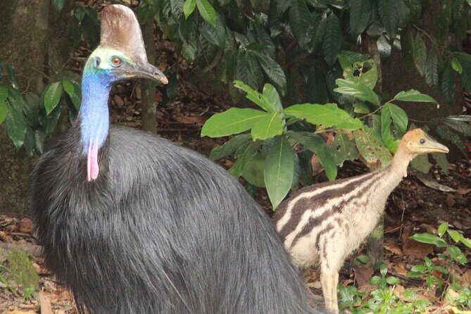 Kuranda Riverboat Sightseeing Cruise - Who Is This Tour Best For?