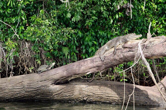 Kuranda Riverboat Sightseeing Cruise - FAQ
