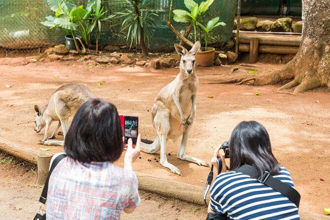 Kuranda Scenic Railway Day Trip from Cairns - FAQ