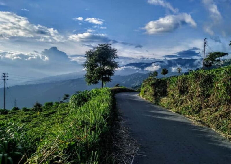 Kurseong: White Orchid Trail Hike with Hotel Pickup - Key Points