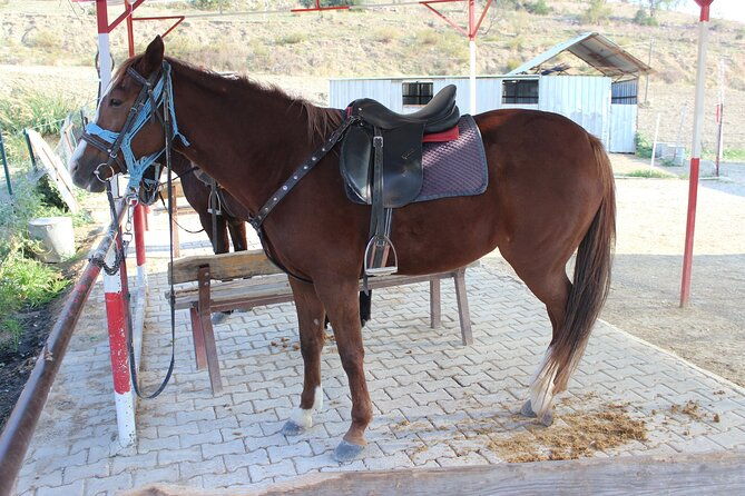 kusadasi-horse-riding-beach-and-forest-with-transfer-4