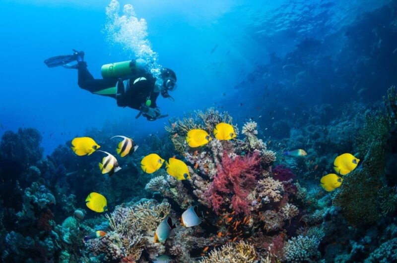 kusadasi-scuba-diving-for-beginner-or-experienced-w-lunch
