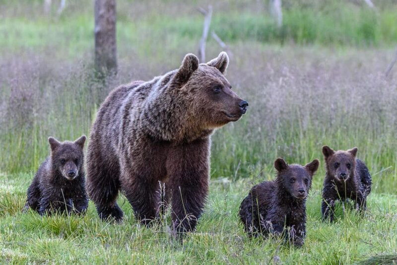 kuusamo-bear-watching-evening