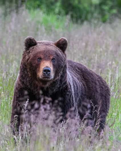 kuusamo-bear-watching-evening