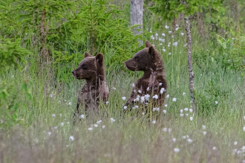 kuusamo-bear-watching-evening