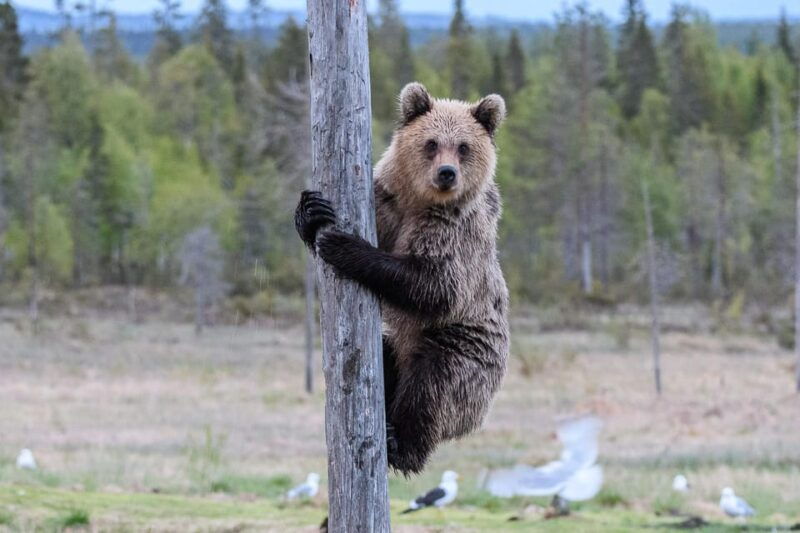 kuusamo-bear-watching-evening