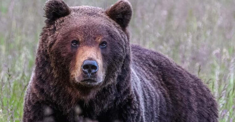 kuusamo-bear-watching-evening