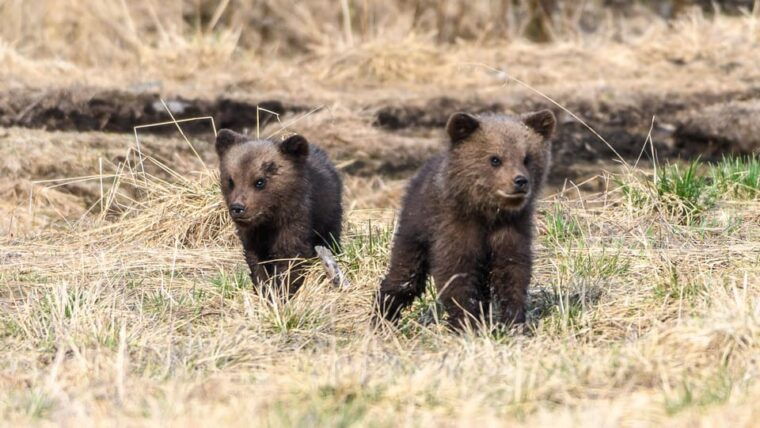 kuusamo-bear-watching-evening