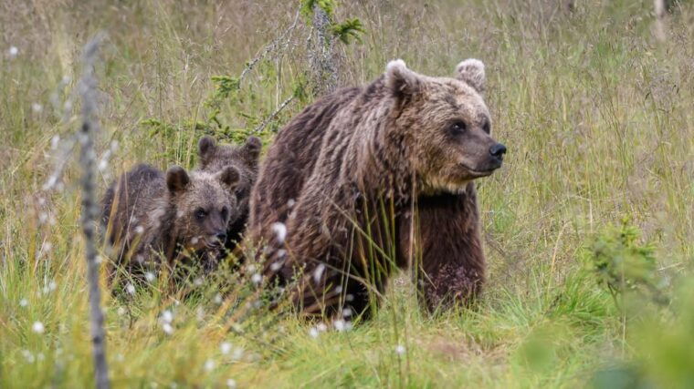 kuusamo-bear-watching-evening