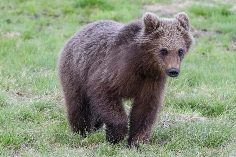 kuusamo-bear-watching-evening