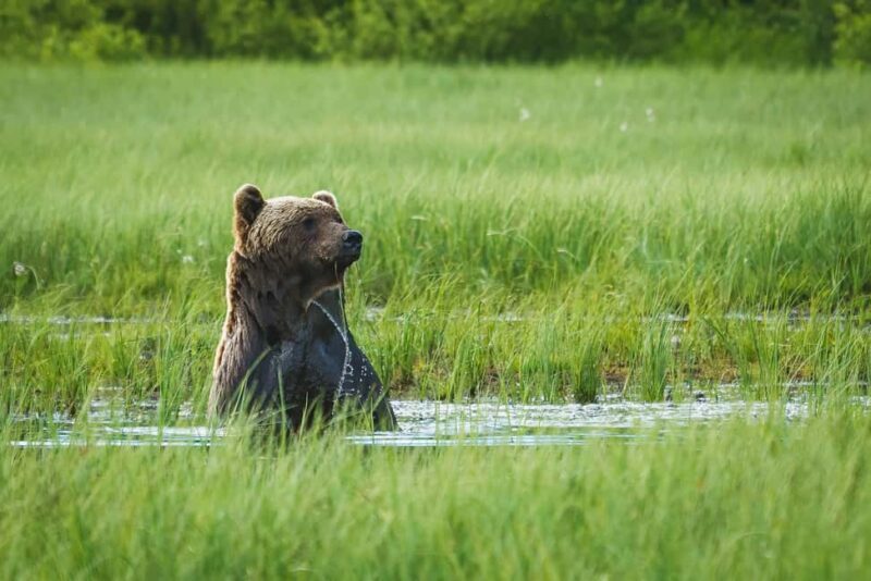 Kuusamo: Bear Watching Overnight Tour - Introduction
