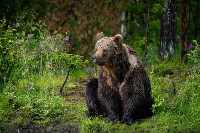 Kuusamo: Bear Watching Overnight Tour - The Value of the Experience