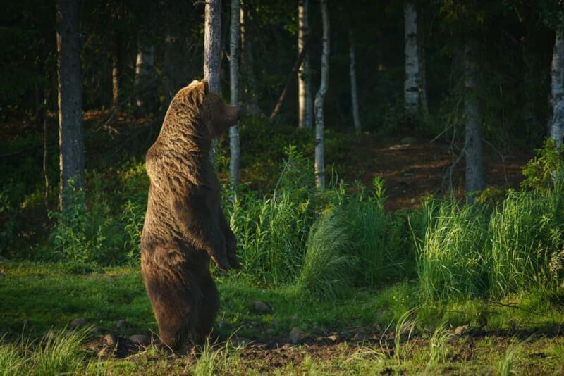 Kuusamo: Bear Watching Overnight Tour - Practical Tips for Visitors