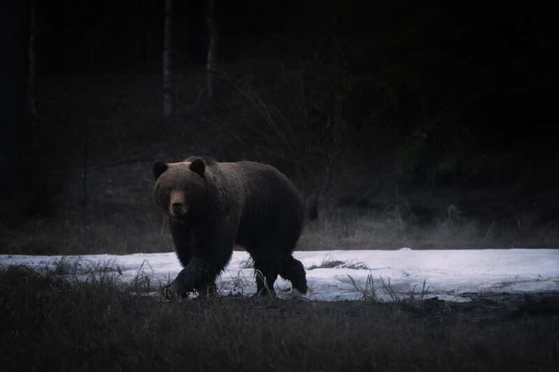 Kuusamo: Bear Watching Overnight Tour - Additional Information