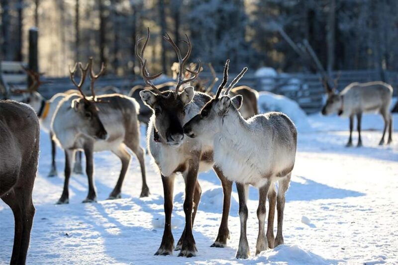 kuusamo-reindeer-farm-visit