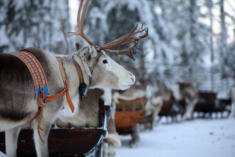 kuusamo-reindeer-sleigh-ride-and-farm-visit