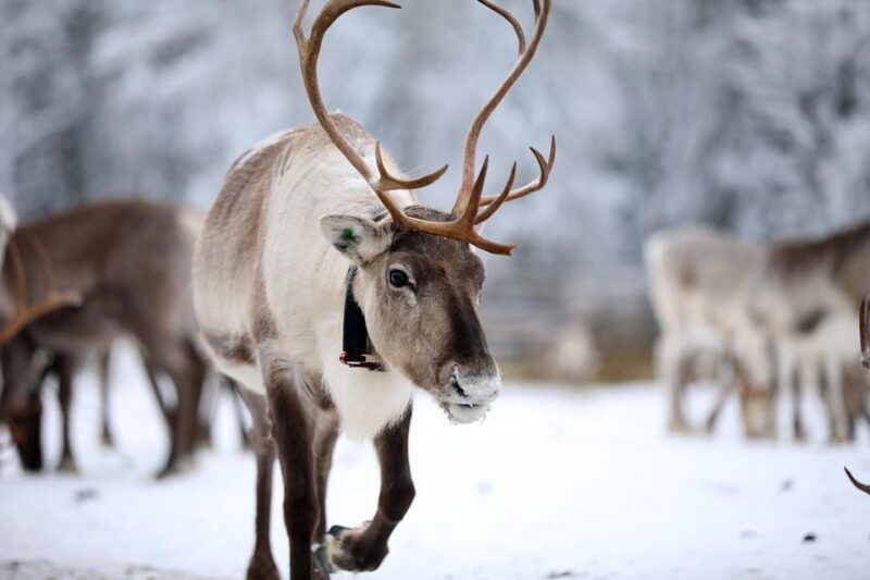 kuusamo-reindeer-sleigh-ride-and-farm-visit