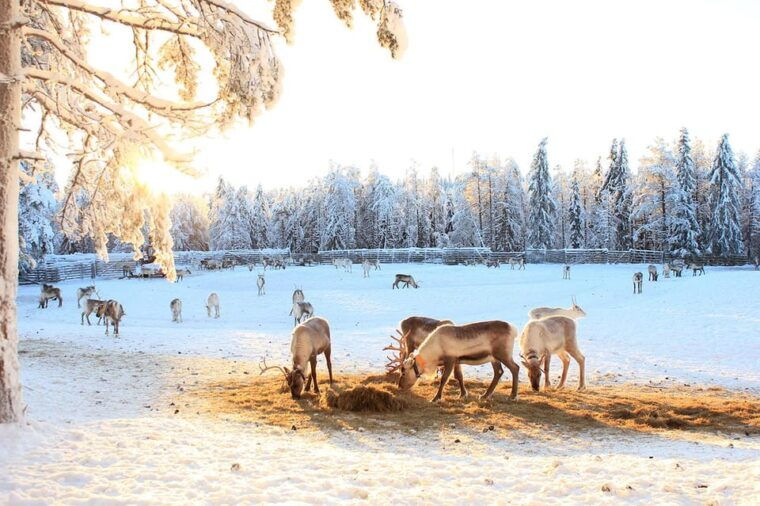 kuusamo-reindeer-sleigh-ride-and-farm-visit
