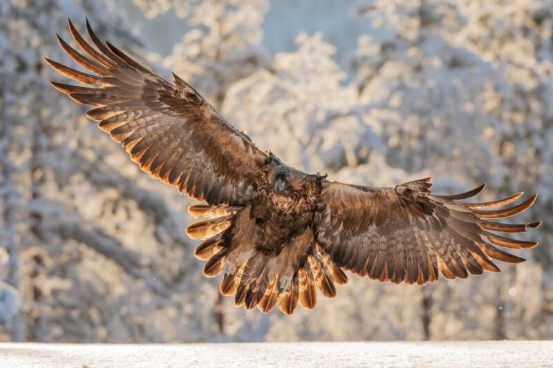 kuusamo-wildlife-of-oulanka-photography-excursion