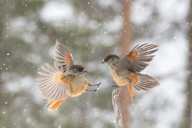 kuusamo-wildlife-of-oulanka-photography-excursion