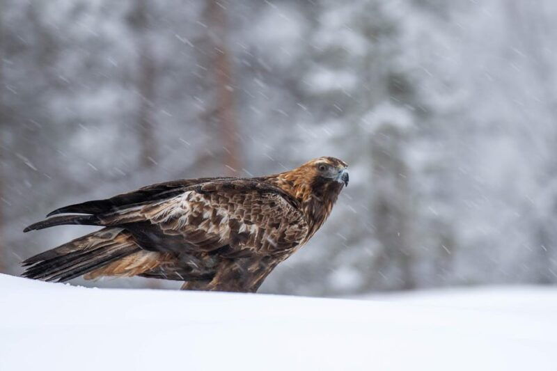 kuusamo-wildlife-of-oulanka-photography-excursion
