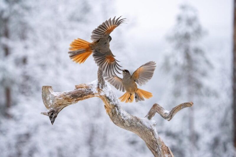 kuusamo-wildlife-of-oulanka-photography-excursion