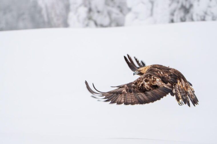 kuusamo-wildlife-of-oulanka-photography-excursion