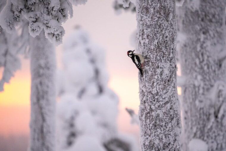 kuusamo-wildlife-of-oulanka-photography-excursion