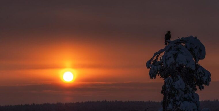 kuusamo-wildlife-of-oulanka-photography-excursion