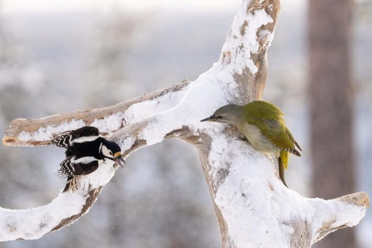kuusamo-wildlife-of-oulanka-photography-excursion