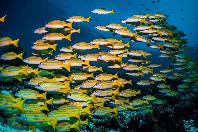 Kuza Cave, Blue Lagoon, Starfish Adventure, The Rock, Stone Town, Secret Garden - FAQs