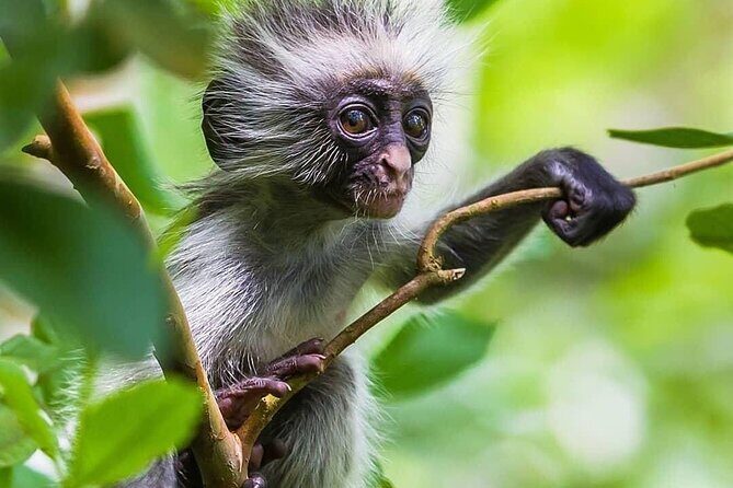 Kuza Cave, Monkey Tour, Secret Garden, Prison Island, Salaam Cave - The Sum Up: Is This Tour Worth It?