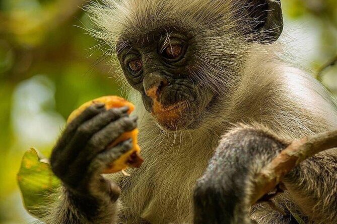 Kuza Cave, Monkey Tour, Secret Garden, Prison Island, Salaam Cave - FAQ