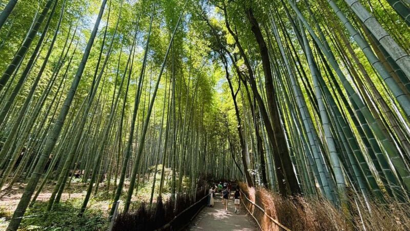 Kyoto and Nara Customised Full Day Private Tour with Pickup - Potential Drawbacks or Considerations